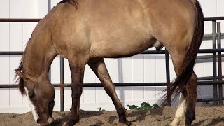 General Patton- 6 Year Old Grullo Quarter Horse Gelding