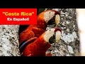 "Costa Rica" - En español !