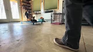 Diskussion darüber, wie Sie Ihren Tonfall nutzen können, um beim Training mit Ihrem Hund klarer z... screenshot 5