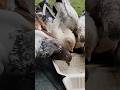Beware of Hawaii pigeons! It's not a good idea to buy food & eat at the beach or park. Just eat in!
