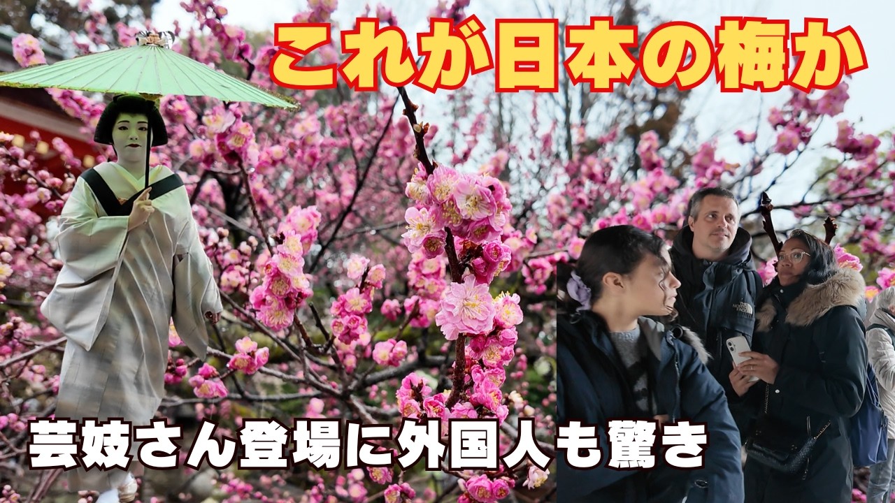 北野天満宮の梅に外国人観光客もうっとり! 芸妓さんも登場!!