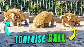 Tortoise Play with a Basketball