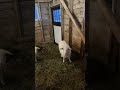 Goats are standing on the hay feeder tonight