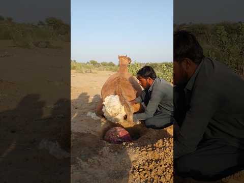 الراعي يحاول إزالة المادة البيضاء الكبيرة خلف الناقة