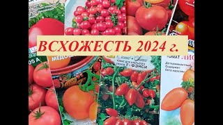 Результат посева низкорослых томатов через пять дней. Сравниваем семена просроченные и в сроках.