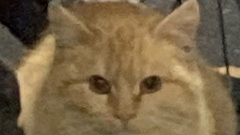 Immersive portals mod+ pehkui mod tut and quick explanation