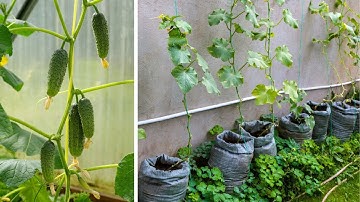 Growing Cucumbers In Pots Vertically