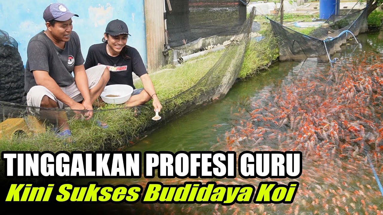 Tinggalkan Profesi Guru Kini Sukses Dengan Budidaya Ikan Koi Di Tulungagung | Wong Koi Farm