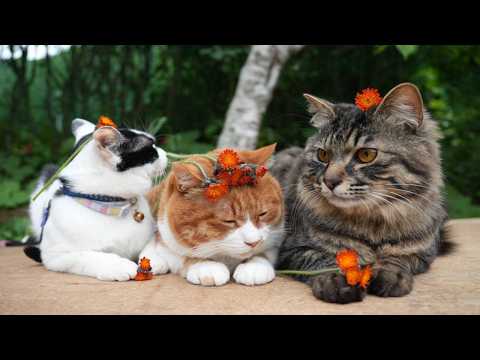 かご猫 Blog - YouTube