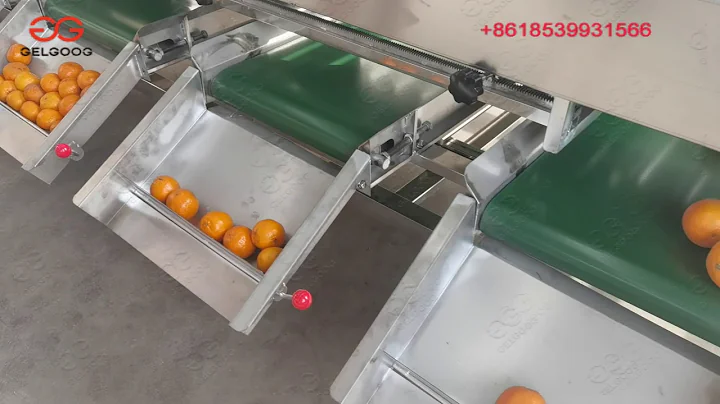 Orange sorting machine orange grading machine orange sizer