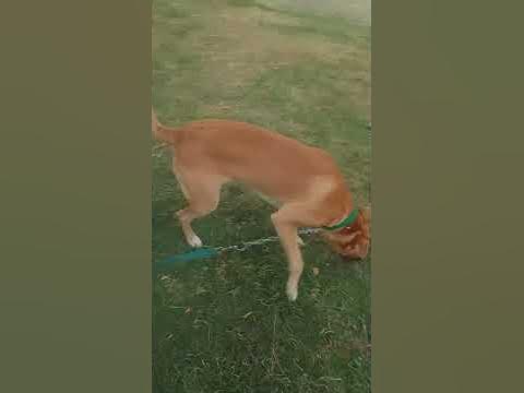 muy cansado de correr!! - YouTube