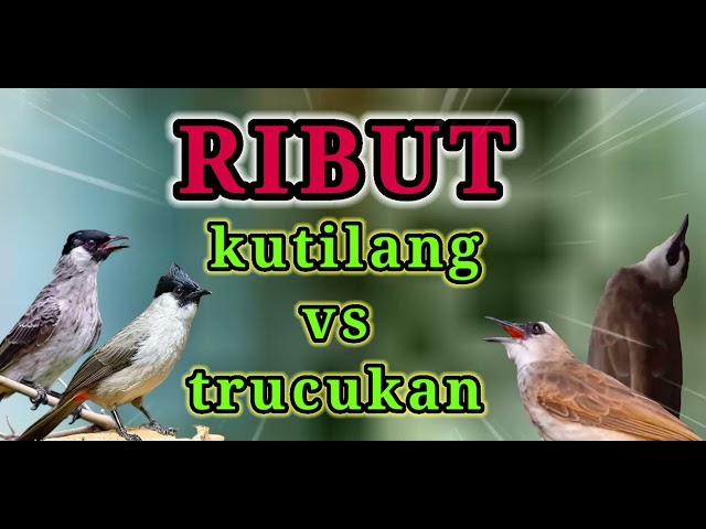 pikat kutilang vs trucukan - amunisi para pemikat class=