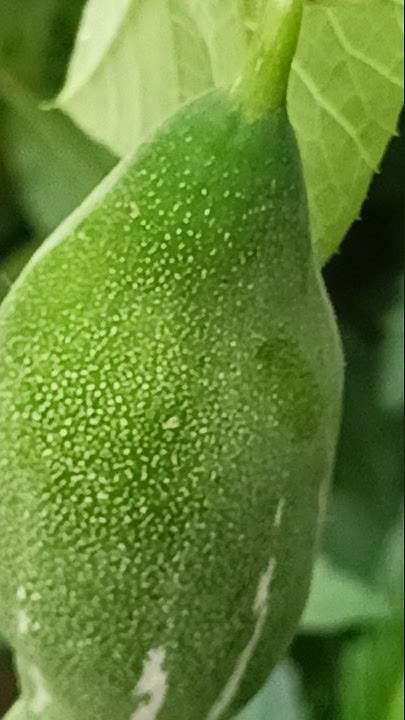 benefits-of-eating-snake-gourd-shorts