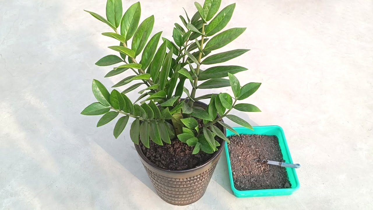 Best Organic Fertilizer For Any Plants Specially Indoor Plants Best Organic Fertilizer For Any Plants Specially Indoor Plants