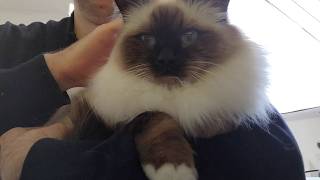 Cuddle Heaven screenshot 4