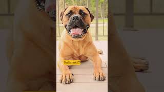 10 Dog Breeds that can be Left Alone! #dog #trendingshorts #shortfilm