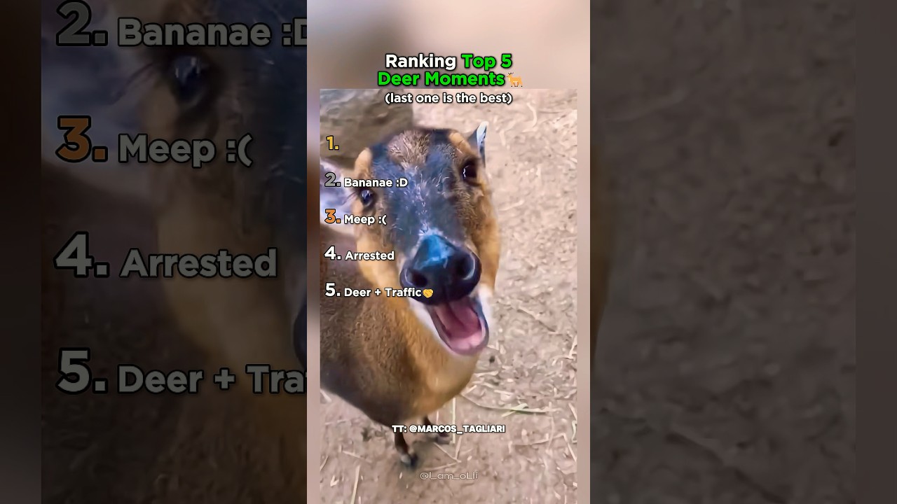 Ranking Top 5 Deer Moments That Made You LOL!