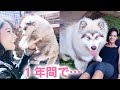 子犬が驚異の成長! 立派に『大きな甘えん坊』になりました♡ その暮らしぶりとは...?
