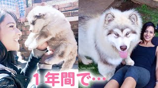 (ENG sub)Tiny Puppy Grows Huge! He's a big baby now♡ The lovefilled days of a Malamute