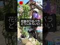 花後のつるバラどうしたらいい　#相原バラ園 #バラ栽培 #ショート