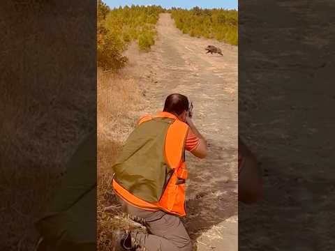 Tutturdu #hunting #wildernesswanderer #leopard #wildernessseason #wildlife #metaldetecting