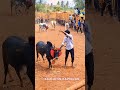#jallikattu #shorts