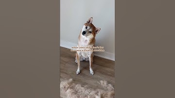 When your dog becomes a clone machine #shibainu