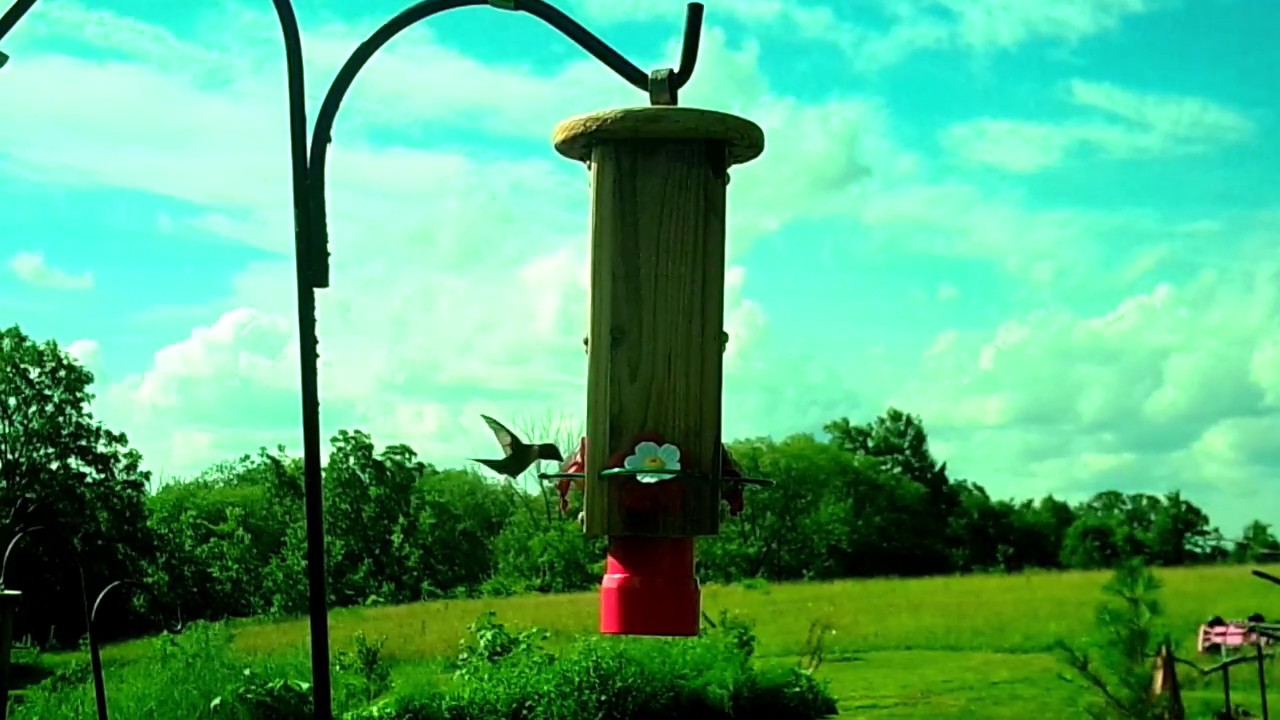 Hummingbird Feeder Archilochus Trunk - YouTube