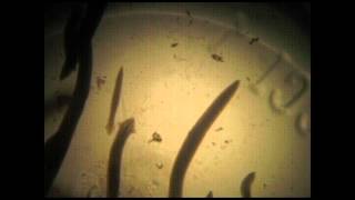 CVA 2: CUTANEOUS RESPIRATION
