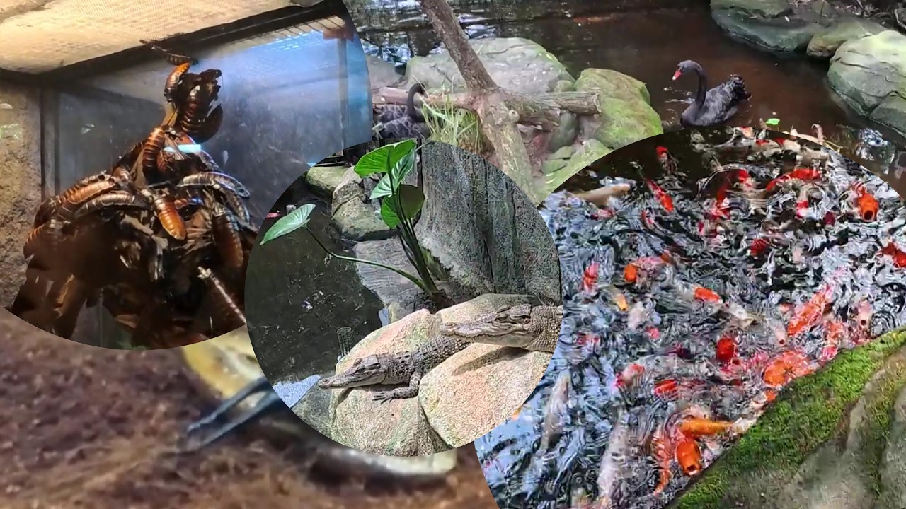 Insta360 Ace Pro: Wild Encounters & Animal Feeding at Melaka Butterfly & Reptile Sanctuary Part 3