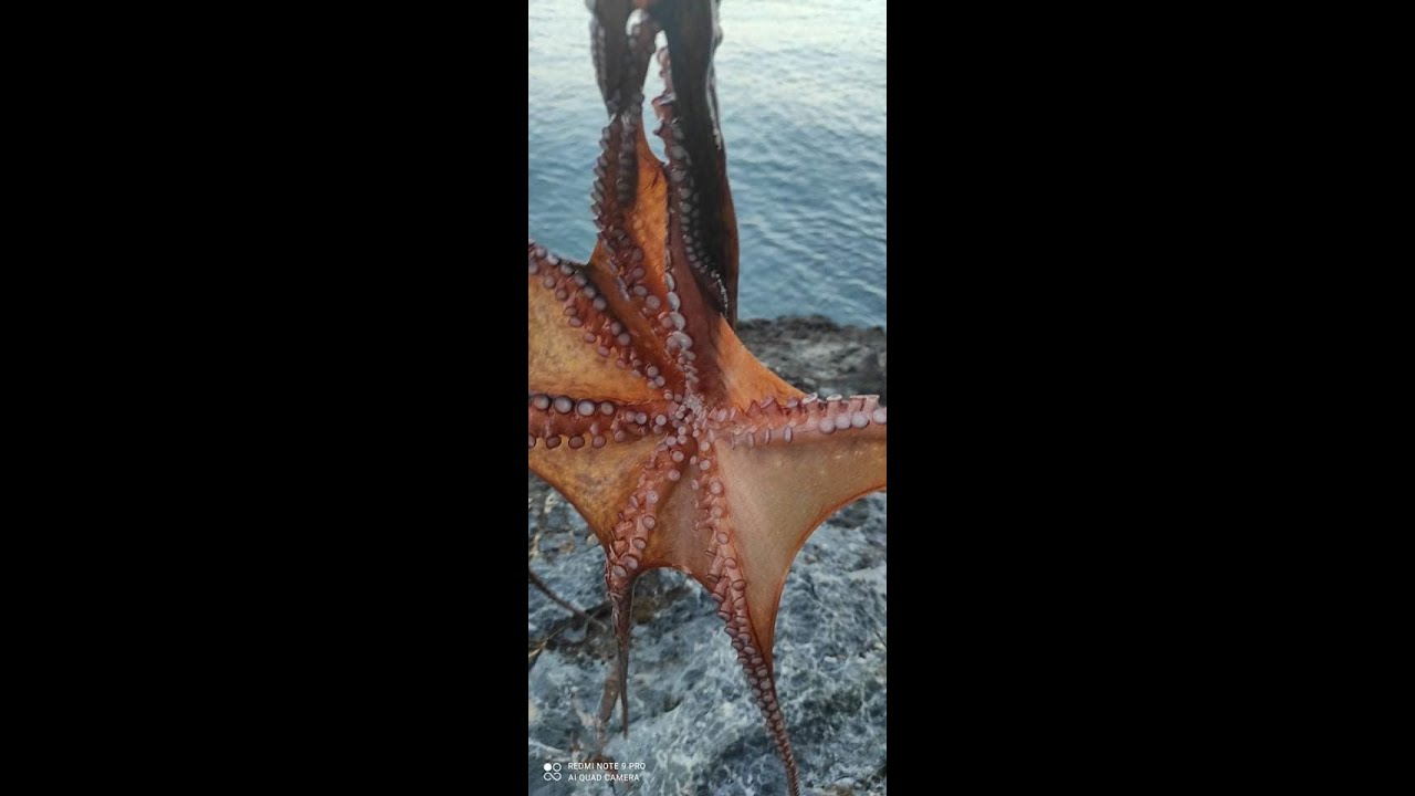 Tako Eging///Ψάρεμα Χταποδιού  από την ακτή