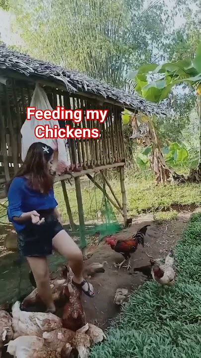 Feeding My chicken | Miss Shirley