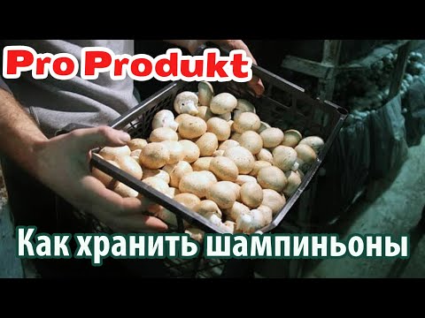 Как хранить шампиньоны свежие