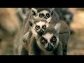 Territory Battle | Babies on the Front Line | Cousins | BBC Earth