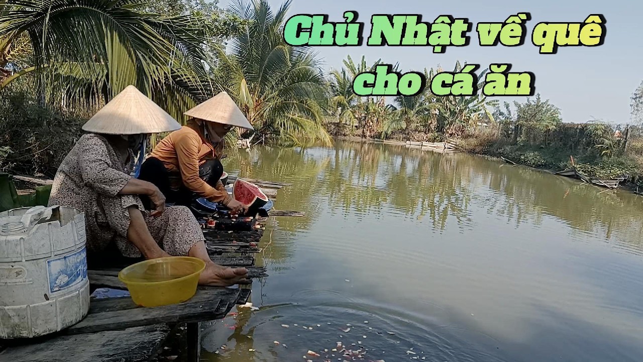 CHỦ NHẬT VỀ QUÊ CHO CÁ ĂN,#giaitriamnhac ,#amthucgiadinh,#cuocsonggiadinh