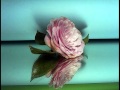 camelias / camellias /  æ¤¿  /  èŒ¶èŠ±å¥³