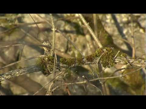 Video: Bemoste planten. De waarde van mossen in de natuur