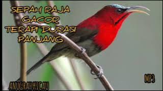 sepah raja gacor || Terapi burung kolibri sepah raja dan semua jenis burung kolibri