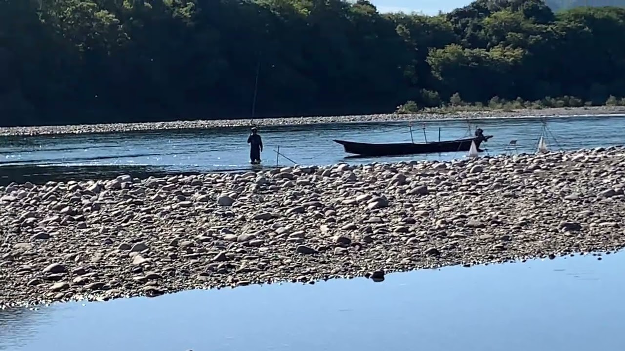 2024年11月9日　長良川鮎　コロガシ釣り⁉️