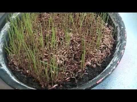 Video: Luonnollisia pääsiäisruohoideoita – kuinka kasvattaa oma pääsiäisruoho