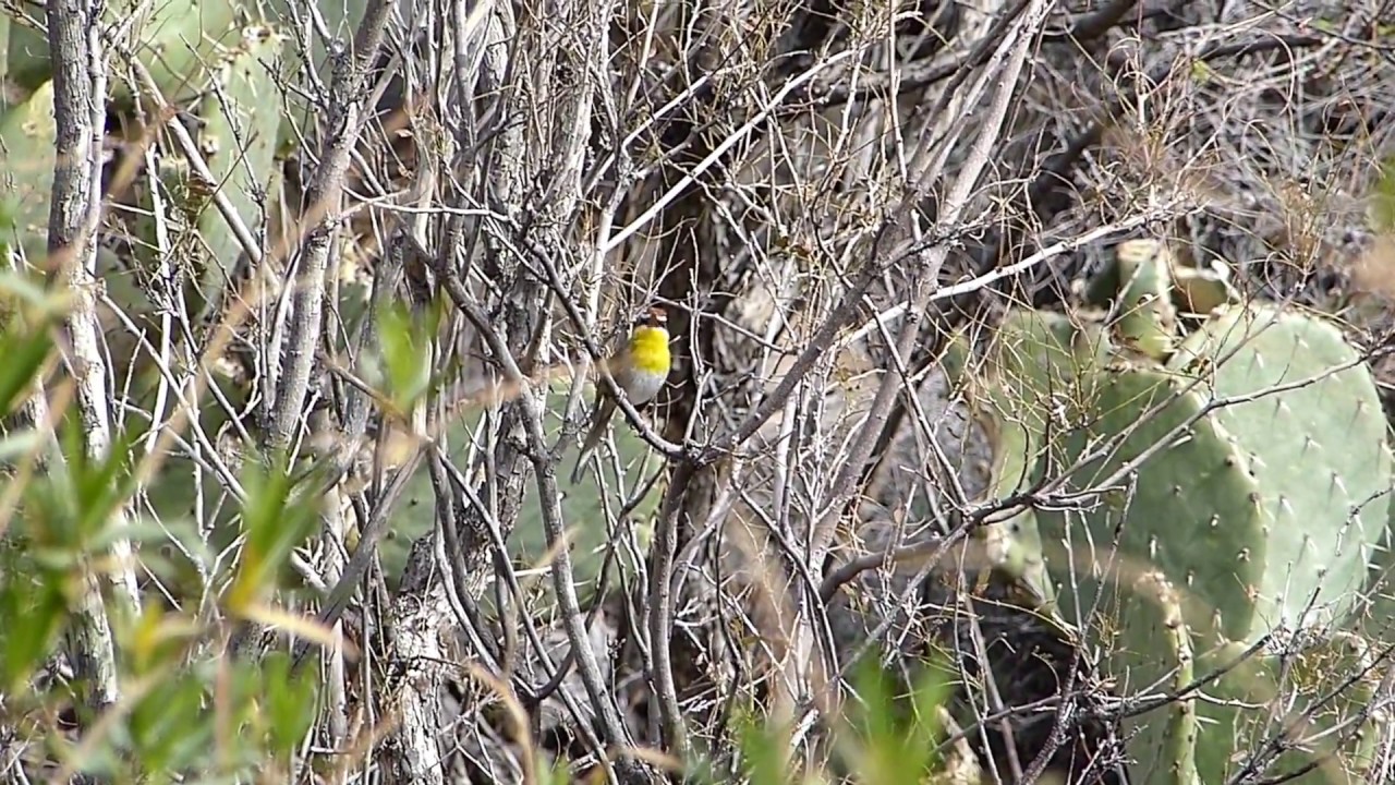 Rufous-capped Warbler (Basileuterus rufifrons) in Florida Canyon