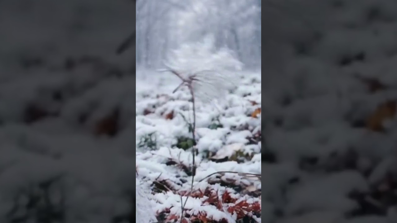 Wildflower Lullaby | Cinematic Classical Dance 