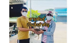 แม่พันธุ์ดี สารตั้งต้นในการพัฒนา