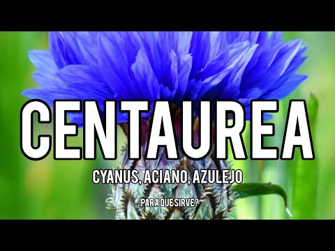 Video: Flor de centauro común - ¿Qué es una planta de centauro e información sobre su cultivo?