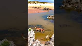 Perrito refrescándose en la ría de Helgueras. Noja. Cantabria