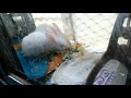 baby rabbits Jack and jil #rabbits #smallrabits #cute #trending #viral #shorts #shortvideo 