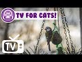 Videos for Cats: Calm My Cat in My house! Cat Melodies for kittens! Music Therapy For Cats!