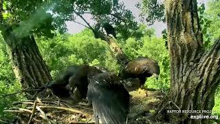 Decorah Eagles 7-5-20, 9:55 am Mom with fish, D36 mantle, D35 contests