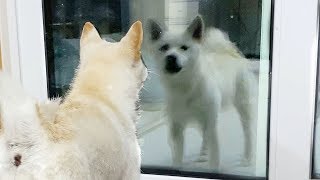 shiba dog  react to their reflections(dog vs mirrors compilation)