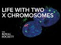 Life With Two X Chromosomes The Royal Society Life With Two X Chromosomes The Royal Society
